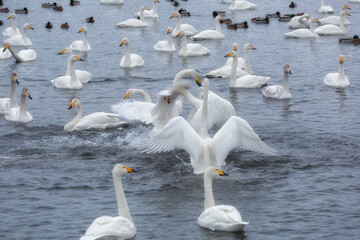A flock of Whooper swan and ducks wintering on the thermal lake Svetloe (Lebedinoe), Altay, Russia - obrazy, fototapety, plakaty