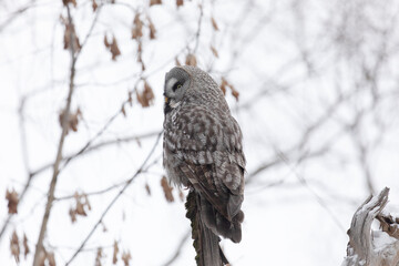 Great gray owl sitting on a tree branch close up - 781078275