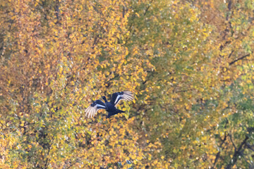 Black grouse flies against the background of autumn birches - 781078276