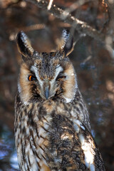 Adult Long-eared owl perched on a fir tree branch - 781078278