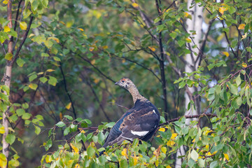 A young black grouse sits on a birch branch - 781078282