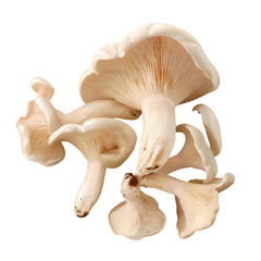 Fototapeta na wymiar Three mushrooms on a Transparent Background