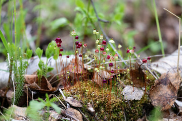 Blooming moss on an old stump close up - 781078286