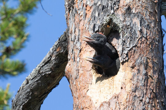 Two chicks of a black woodpecker peek out from a hollow