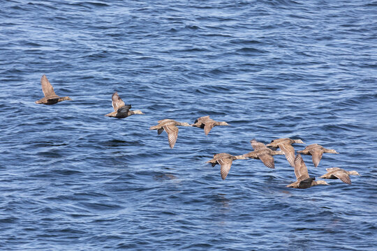 Eiders flying over the water, close-up