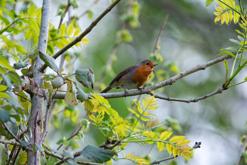 Robin perched on a branch singing.