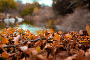 Autumn hedge in park in Malmo, Sweden