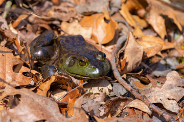 The American bullfrog (Lithobates catesbeianus), often simply known as the bullfrog in Canada and the United States, is a large true frog native to eastern North America.