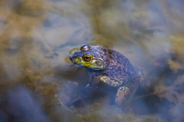 The American bullfrog (Lithobates catesbeianus), often simply known as the bullfrog in Canada and the United States, is a large true frog native to eastern North America.