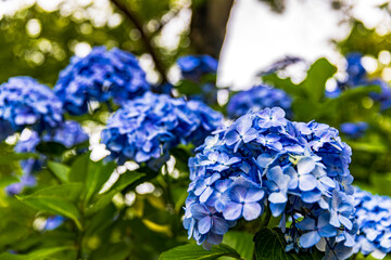 千葉県　本土寺の紫陽花　
