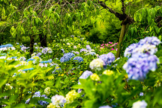 千葉県　本土寺の紫陽花　
