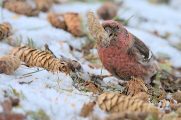 A White-winged Crossbill feeds on the forest floor in the Alaskan wilderness.