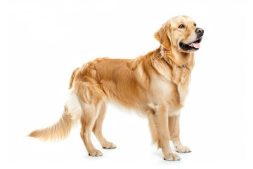 Hopeful happy groomed golden retriever dog is standing and looking away, isolated on white background