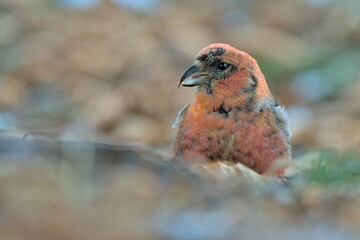 A White-winged Crossbill feeds on the forest floor in the Alaskan wilderness.