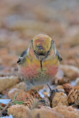 A White-winged Crossbill feeds on the forest floor in the Alaskan wilderness.