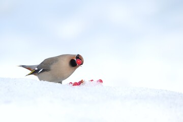 Bohemian Waxwing feeding on red berries during the Alaskan winter