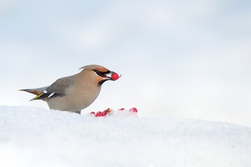 Bohemian Waxwing feeding on red berries during the Alaskan winter
