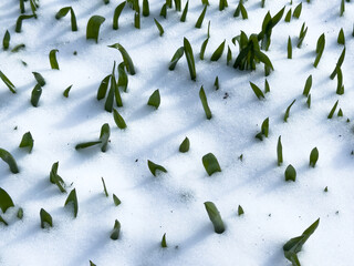 Green grass under the snow. Grass covered with snow. White snow and green grass background. Grass on a meadow covered with snow. Winter meadows covered with frost