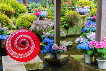 茨城県　雨引観音の紫陽花
 - obrazy, fototapety, plakaty