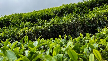 Tea gardens estates near Ooty .tea plantations in hill stations.