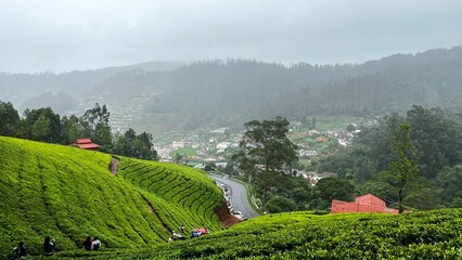 Tea gardens estates near Ooty .tea plantations in hill stations.