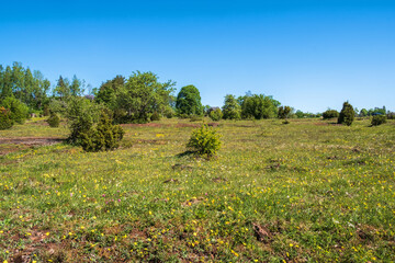 Blooming wildflowers on a alvar landscape