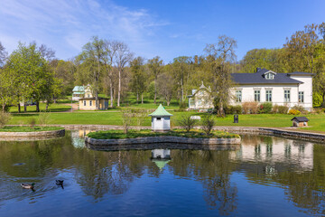 Mallards swimming in a park pond with old houses