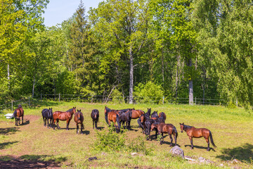 Herd of horses in a sunny paddock