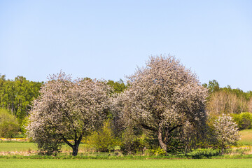 Blossoming cherry trees by a field in spring