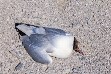 Black-headed gull lying dead on the ground
