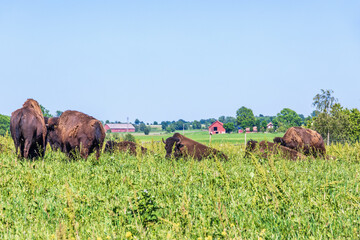 Bison in a meadow in a rural landscape