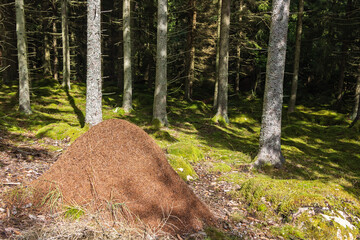 Anthill in a spruce forest