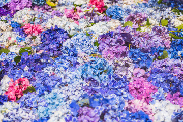 Fototapeta na wymiar 茨城県　雨引観音の紫陽花 