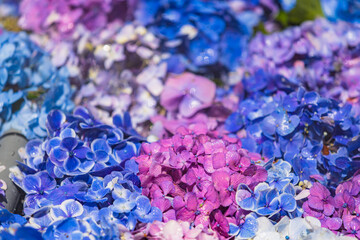 茨城県　雨引観音の紫陽花
