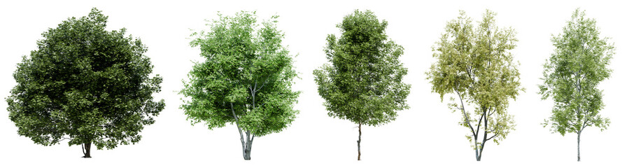 Collection of realistic large woods trees with isolated on transparent background. PNG file, 3D rendering illustration, Clip art and cut out