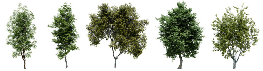 Collection of realistic large woods trees with isolated on transparent background. PNG file, 3D rendering illustration, Clip art and cut out - obrazy, fototapety, plakaty