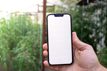 Farmer hand holding mobile phone with empty white screen. Mock up outside on farm agriculture concept. Tomatoes in greenhouse background. Harvesting technology innovations 