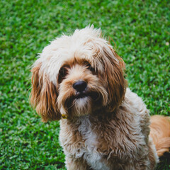 A shaggy dog on the grass
