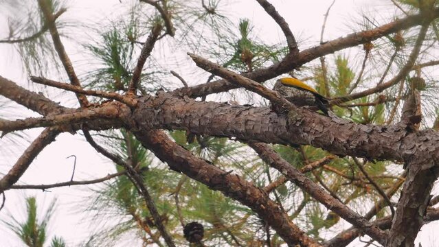 Colorful woodpecker perched on rough pine branch among green needles, details and beauty of wildlife in natural setting. Biodiversity and bird watching.