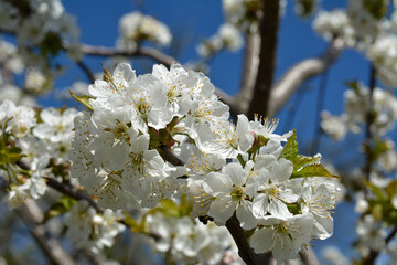 Blossom flower trees in sunny day