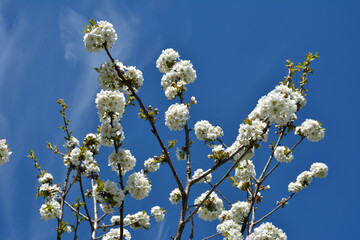 Blossom flower trees in sunny day
