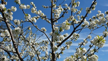 branch of white cherry blossom for long banner and panorama
