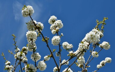 branch of white cherry blossom for long banner and panorama