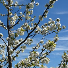 branch of white cherry blossom for long banner and panorama