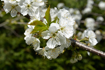 Blossom flower trees in sunny day