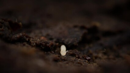 Folsomia candida springtail move over fertile brown forest floor, shallow depth
