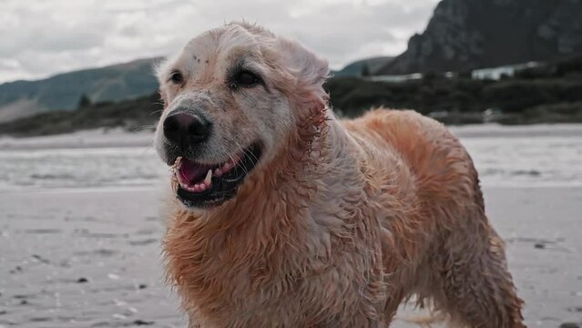 A wet Golden Retriever on the beach on a very cold and windy day