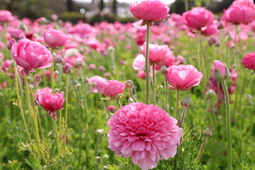 pink ranunculus