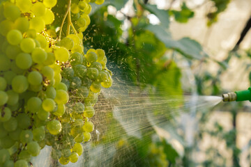 Naklejka premium Spraying Chemicals Pesticides on green grapes in outdoor vineyards. Concept of healthy eating homegrown greenery fruits. Seasonal countryside cottage core life. Winemaker Farm produce