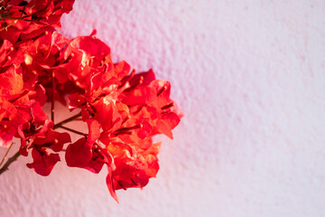 Detail of a Bougainvillea, popularly known as veranera, trinitaria, bougainvillea, genus of the Nyctaginaceae family.